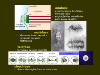 19/08/15 Professora Ionara
 