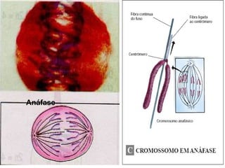 19/08/15 Professora Ionara
Metáfase
Anáfase
 
