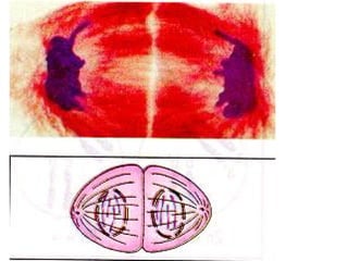 19/08/15 Professora Ionara
 