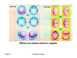 19/08/15 Professora Ionara
Mitose em células animal e vegetal.
 