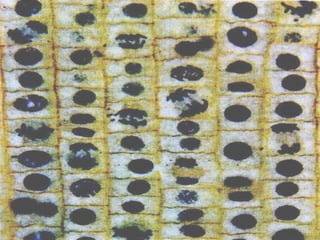 19/08/15 Professora Ionara
 