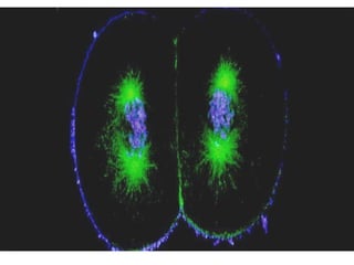 19/08/15 Professora Ionara
 