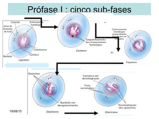 19/08/15 Professora Ionara
Prófase I : cinco sub-fases
 