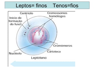 19/08/15 Professora Ionara
Leptos= finos Tenos=fios
 