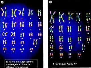 19/08/15 Professora Ionara
22 Pares de autossomos
homólogos e 1 par de
heterocromossomos
1 Par sexual XX ou XY
 