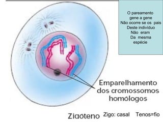 19/08/15 Professora Ionara
O pareamento
gene a gene
Não ocorre se os pais
Deste indivíduo
Não eram
Da mesma
espécie
Zigo: casal Tenos=fio
 