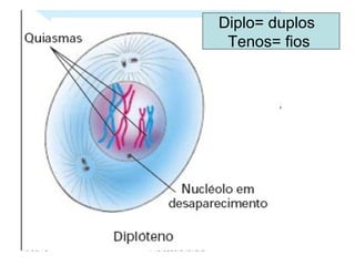 19/08/15 Professora Ionara
Diplo= duplos
Tenos= fios
 