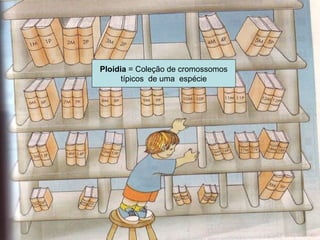 19/08/15 Professora Ionara
Ploidia = Coleção de cromossomos
típicos de uma espécie
 