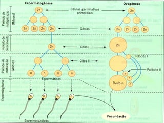 19/08/15 Professora Ionara
 