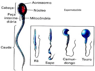 19/08/15 Professora Ionara
Espermatozóide
 