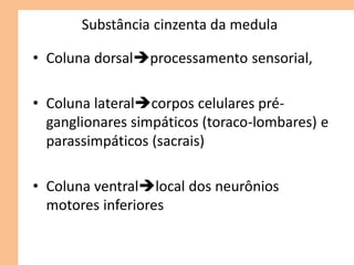 Substância cinzenta da medula
• Coluna dorsalprocessamento sensorial,
• Coluna lateralcorpos celulares pré-
ganglionares simpáticos (toraco-lombares) e
parassimpáticos (sacrais)
• Coluna ventrallocal dos neurônios
motores inferiores
 