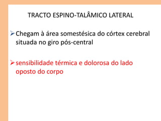 TRACTO ESPINO-TALÂMICO LATERAL
Chegam à área somestésica do córtex cerebral
situada no giro pós-central
sensibilidade térmica e dolorosa do lado
oposto do corpo
 