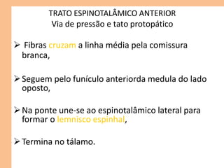 TRATO ESPINOTALÂMICO ANTERIOR
Via de pressão e tato protopático
 Fibras cruzam a linha média pela comissura
branca,
Seguem pelo funículo anteriorda medula do lado
oposto,
Na ponte une-se ao espinotalâmico lateral para
formar o lemnisco espinhal,
Termina no tálamo.
 