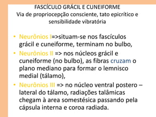 FASCÍCULO GRÁCIL E CUNEIFORME
Via de propriocepção consciente, tato epicrítico e
sensibilidade vibratória
• Neurônios I=>situam-se nos fascículos
grácil e cuneiforme, terminam no bulbo,
• Neurônios II => nos núcleos grácil e
cuneiforme (no bulbo), as fibras cruzam o
plano mediano para formar o lemnisco
medial (tálamo),
• Neurônios III => no núcleo ventral postero –
lateral do tálamo, radiações talâmicas
chegam à area somestésica passando pela
cápsula interna e coroa radiada.
 