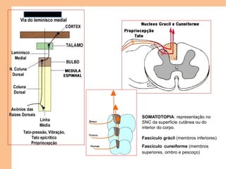 SOMATOTOPIA: representação no
SNC da superfície cutânea ou do
interior do corpo.
Fascículo grácil (membros inferiores)
Fascículo cuneiforme (membros
superiores, ombro e pescoço)
 
