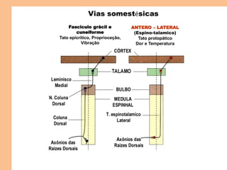 ANTERO – LATERAL
(Espino-talamico)
Tato protopático
Dor e Temperatura
Fasciculo grácil e
cuneiforme
Tato epicrítico, Proprioceçâo,
Vibração
Cruzamento
na MEDULA
Cruzamento
no BULBO
Vias somestésicas
 