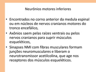 Neurônios motores inferiores
• Encontrados no corno anterior da medula espinal
ou em núcleos de nervos cranianos motores do
tronco encefálico,
• Axônios saem pelas raízes ventrais ou pelos
nervos cranianos para suprir músculos
esqueléticos,
• Sinapses NMI com fibras musculares formam
junções neuromusculares e liberam o
neurotransmissor acetilcolina, que age nos
receptores dos músculos esqueléticos.
 