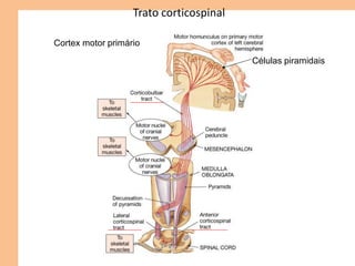 Trato corticospinal
Cortex motor primário
Células piramidais
Controle dos olhos,
mandíbula, faringe
 