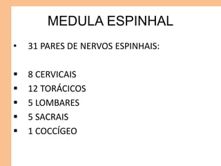MEDULA ESPINHAL
• 31 PARES DE NERVOS ESPINHAIS:
 8 CERVICAIS
 12 TORÁCICOS
 5 LOMBARES
 5 SACRAIS
 1 COCCÍGEO
 