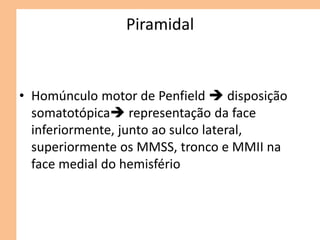 Piramidal
• Homúnculo motor de Penfield  disposição
somatotópica representação da face
inferiormente, junto ao sulco lateral,
superiormente os MMSS, tronco e MMII na
face medial do hemisfério
 