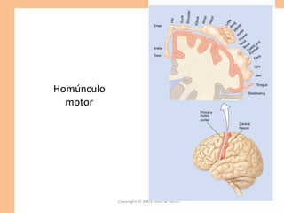 Copyright © 2009 Allyn & Bacon
Homúnculo
motor
 