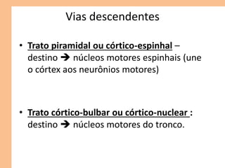 Vias descendentes
• Trato piramidal ou córtico-espinhal –
destino  núcleos motores espinhais (une
o córtex aos neurônios motores)
• Trato córtico-bulbar ou córtico-nuclear :
destino  núcleos motores do tronco.
 