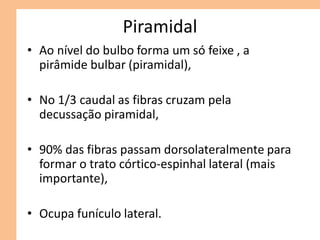 Piramidal
• Ao nível do bulbo forma um só feixe , a
pirâmide bulbar (piramidal),
• No 1/3 caudal as fibras cruzam pela
decussação piramidal,
• 90% das fibras passam dorsolateralmente para
formar o trato córtico-espinhal lateral (mais
importante),
• Ocupa funículo lateral.
 
