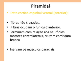 Piramidal
• Trato cortico-espinhal ventral (anterior):
• fibras não cruzadas.
• Fibras ocupam o funículo anterior,
• Terminam com relação aos neurônios
motores contralaterais, cruzam comissura
branca
• Inervam os músculos paraxiais
 
