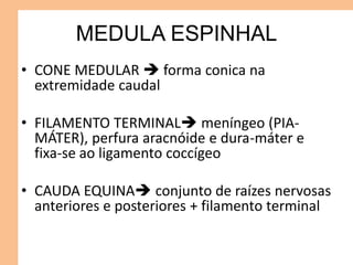 MEDULA ESPINHAL
• CONE MEDULAR  forma conica na
extremidade caudal
• FILAMENTO TERMINAL meníngeo (PIA-
MÁTER), perfura aracnóide e dura-máter e
fixa-se ao ligamento coccígeo
• CAUDA EQUINA conjunto de raízes nervosas
anteriores e posteriores + filamento terminal
 