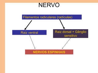NERVO
Filamentos radiculares (radículas)
Raiz ventral Raiz dorsal + Gânglio
sensitivo
NERVOS ESPINHAIS
 