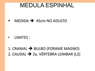 MEDULA ESPINHAL
 MEDIDA  45cm NO ADULTO
• LIMITES :
1. CRANIAL  BULBO (FORAME MAGNO)
2. CAUDAL  2a. VÉRTEBRA LOMBAR (L2)
 