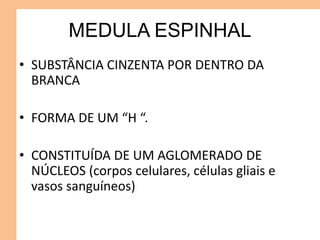 MEDULA ESPINHAL
• SUBSTÂNCIA CINZENTA POR DENTRO DA
BRANCA
• FORMA DE UM “H “.
• CONSTITUÍDA DE UM AGLOMERADO DE
NÚCLEOS (corpos celulares, células gliais e
vasos sanguíneos)
 
