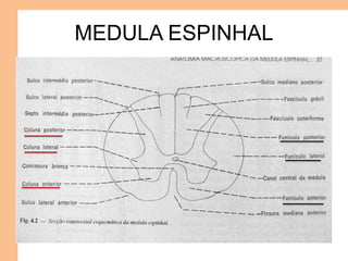 MEDULA ESPINHAL
 