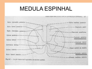MEDULA ESPINHAL
 