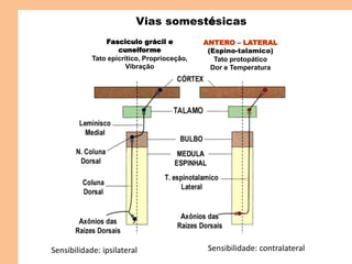 ANTERO – LATERAL
(Espino-talamico)
Tato protopático
Dor e Temperatura
Fasciculo grácil e
cuneiforme
Tato epicrítico, Proprioceçâo,
Vibração
Cruzamento
na MEDULA
Cruzamento
no BULBO
Vias somestésicas
Sensibilidade: ipsilateral Sensibilidade: contralateral
 