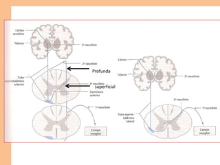 Profunda
superficial
 