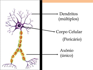 Dendritos
(múltiplos)
Corpo Celular
(Pericário)
Axônio
(único)
Neurônio
 