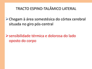 TRACTO ESPINO-TALÂMICO LATERAL
Chegam à área somestésica do córtex cerebral
situada no giro pós-central
sensibilidade térmica e dolorosa do lado
oposto do corpo
 