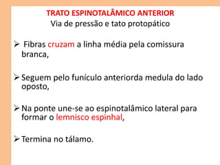 TRATO ESPINOTALÂMICO ANTERIOR
Via de pressão e tato protopático
 Fibras cruzam a linha média pela comissura
branca,
Seguem pelo funículo anteriorda medula do lado
oposto,
Na ponte une-se ao espinotalâmico lateral para
formar o lemnisco espinhal,
Termina no tálamo.
 