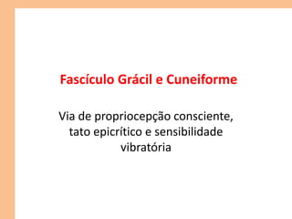 Fascículo Grácil e Cuneiforme
Via de propriocepção consciente,
tato epicrítico e sensibilidade
vibratória
 