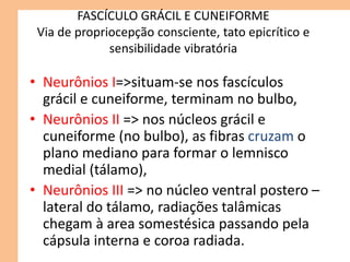 FASCÍCULO GRÁCIL E CUNEIFORME
Via de propriocepção consciente, tato epicrítico e
sensibilidade vibratória
• Neurônios I=>situam-se nos fascículos
grácil e cuneiforme, terminam no bulbo,
• Neurônios II => nos núcleos grácil e
cuneiforme (no bulbo), as fibras cruzam o
plano mediano para formar o lemnisco
medial (tálamo),
• Neurônios III => no núcleo ventral postero –
lateral do tálamo, radiações talâmicas
chegam à area somestésica passando pela
cápsula interna e coroa radiada.
 