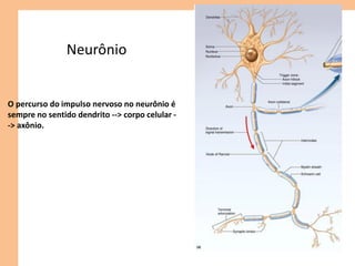 Neurônio
O percurso do impulso nervoso no neurônio é
sempre no sentido dendrito --> corpo celular -
-> axônio.
 