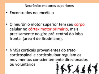 Neurônios motores superiores
• Encontrados no encéfalo
• O neurônio motor superior tem seu corpo
celular no córtex motor primário, mais
precisamente no giro pré-central do lobo
frontal (área 4 de Brodmann),
• NMSs corticais provenientes do trato
corticospinal e corticobulbar regulam os
movimentos conscientemente direcionados
ou voluntários
 