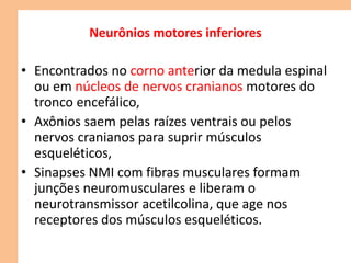 Neurônios motores inferiores
• Encontrados no corno anterior da medula espinal
ou em núcleos de nervos cranianos motores do
tronco encefálico,
• Axônios saem pelas raízes ventrais ou pelos
nervos cranianos para suprir músculos
esqueléticos,
• Sinapses NMI com fibras musculares formam
junções neuromusculares e liberam o
neurotransmissor acetilcolina, que age nos
receptores dos músculos esqueléticos.
 
