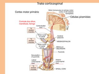 Trato corticospinal
Cortex motor primário
Células piramidais
Controle dos olhos,
mandíbula, faringe
 