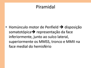 Piramidal
• Homúnculo motor de Penfield  disposição
somatotópica representação da face
inferiormente, junto ao sulco lateral,
superiormente os MMSS, tronco e MMII na
face medial do hemisfério
 
