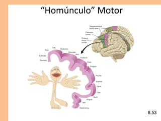 “Homúnculo” Motor
8.53
 