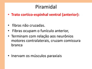 Piramidal
• Trato cortico-espinhal ventral (anterior):
• fibras não cruzadas.
• Fibras ocupam o funículo anterior,
• Terminam com relação aos neurônios
motores contralaterais, cruzam comissura
branca
• Inervam os músculos paraxiais
 