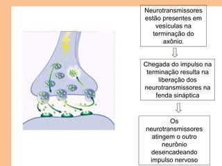 Neurotransmissores
estão presentes em
vesículas na
terminação do
axônio.
Chegada do impulso na
terminação resulta na
liberação dos
neurotransmissores na
fenda sináptica
Os
neurotransmissores
atingem o outro
neurônio
desencadeando
impulso nervoso
 