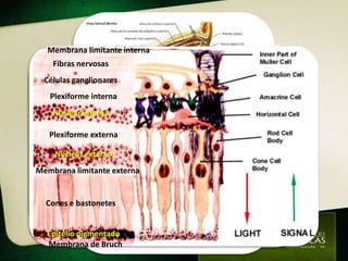 Anatomia
  Membrana limitante interna
    Fibras nervosas
  Células ganglionares
   Plexiforme interna
    Nuclear interna

   Plexiforme externa

    Nuclear externa
Membrana limitante externa


  Cones e bastonetes


  Epitélio pigmentado
  Membrana de Bruch
 